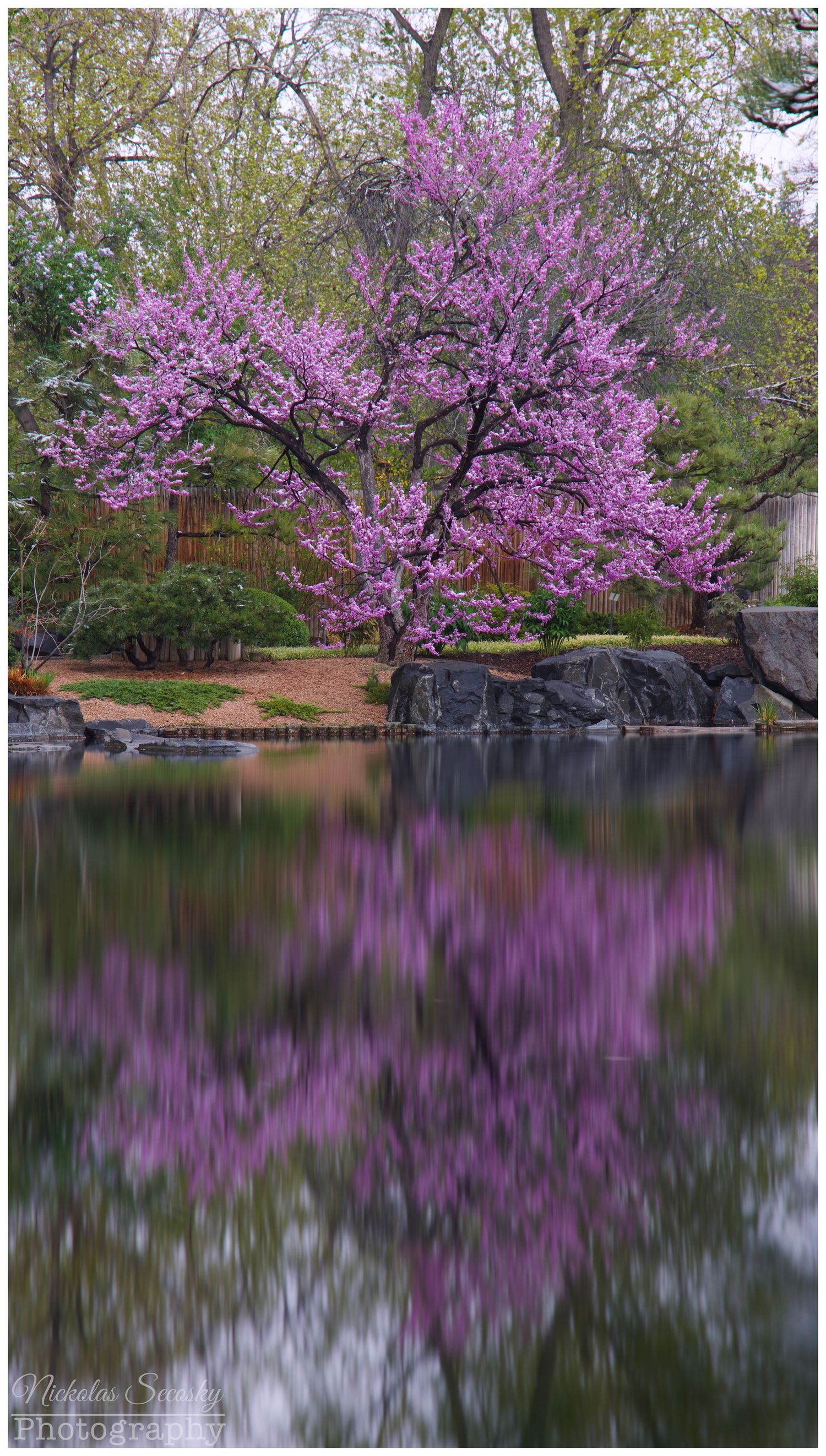 Purple flowerd tree blooming on the lakeside