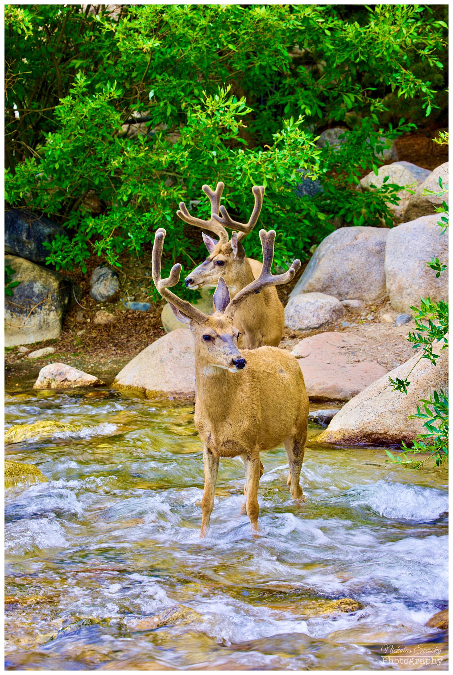 2 deer crossing a river