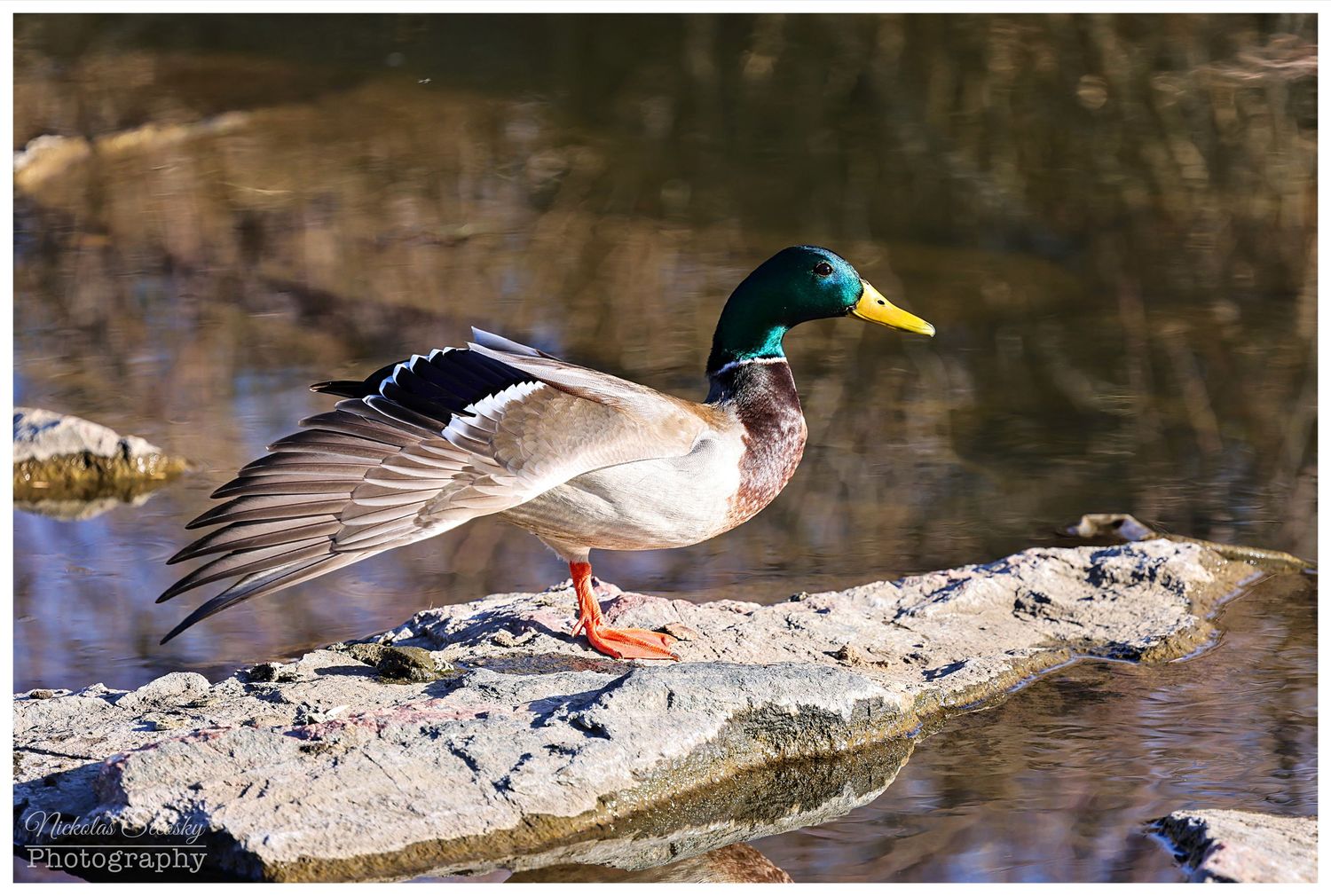 Mallard duck on a rock