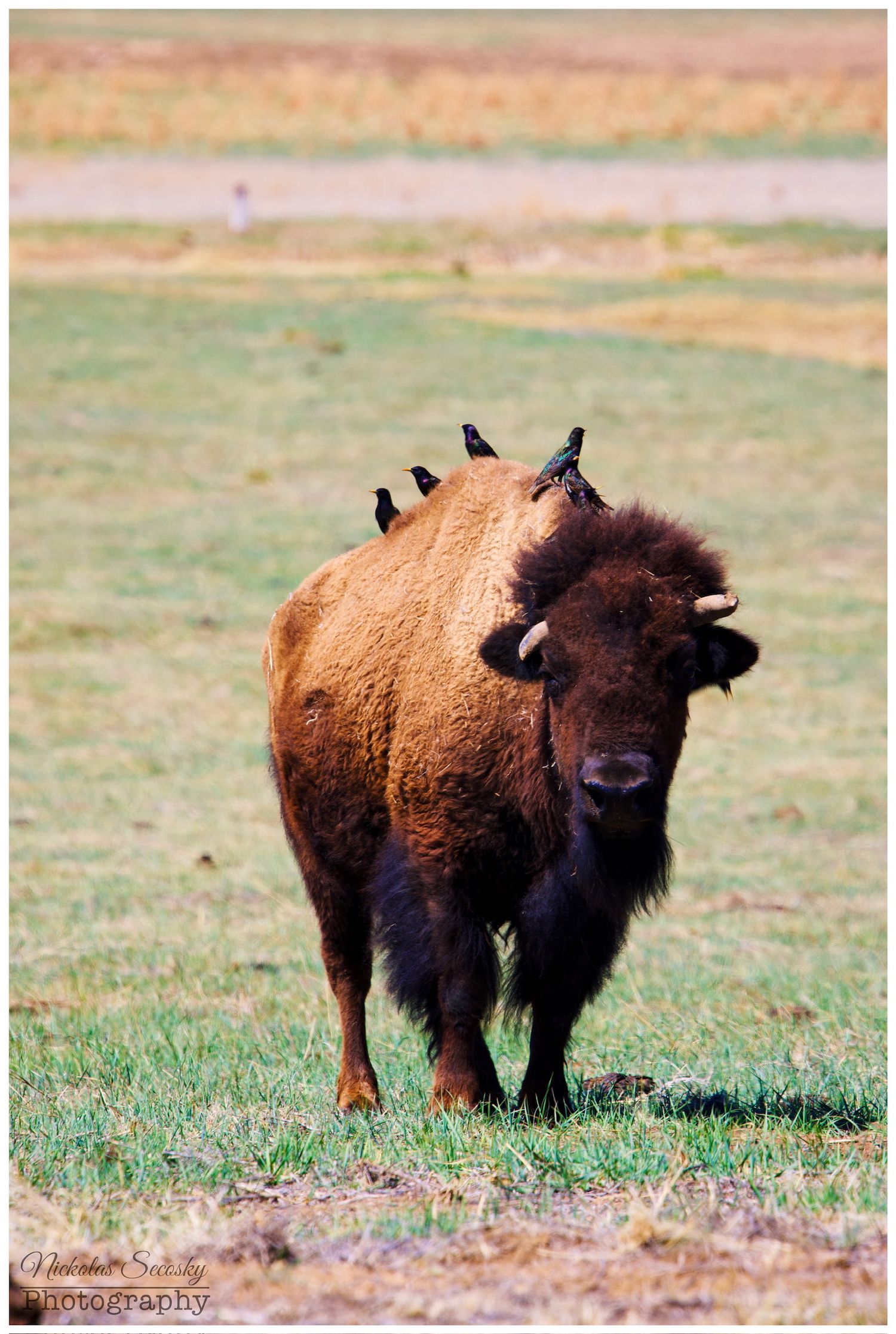 Buffalo in a field with birds on its back