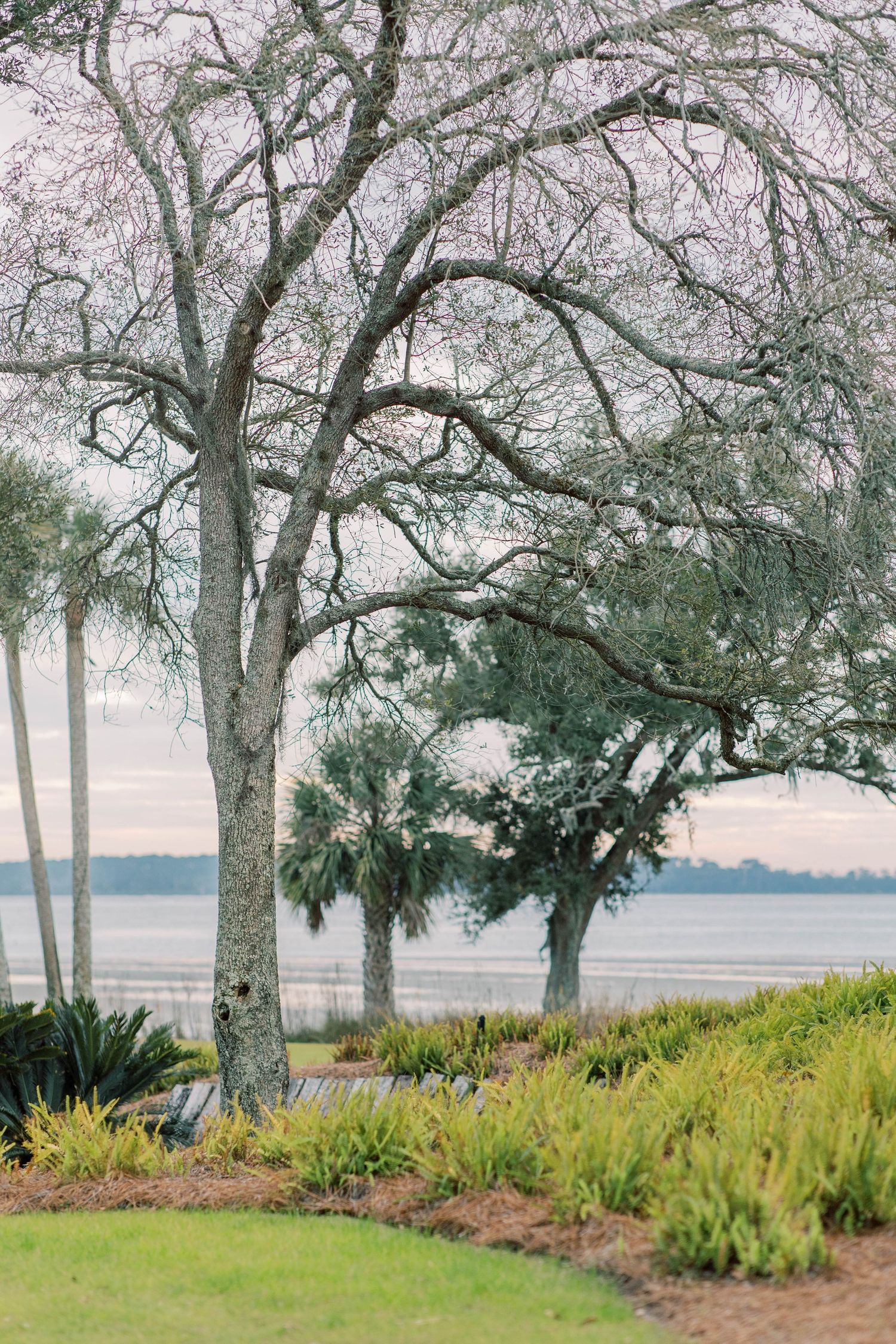 Scenic waterfront park with bare oak and palm trees overlooking a calm bay, surrounded by lush greenery.