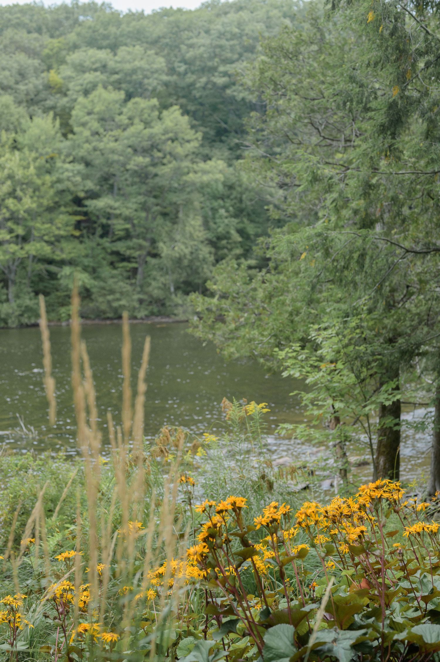 Yellow wildflowers bloom along a serene lake shore with lush green trees reflecting in the calm water.