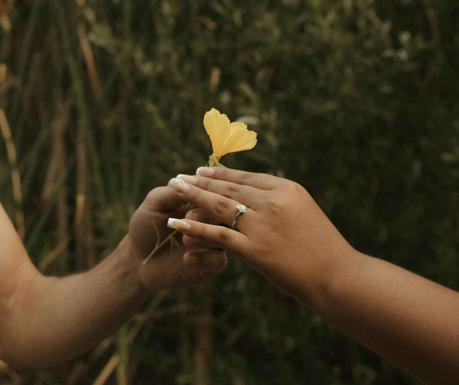 Two hands gently holding a small yellow ginkgo leaf outdoors with green foliage in the background.
