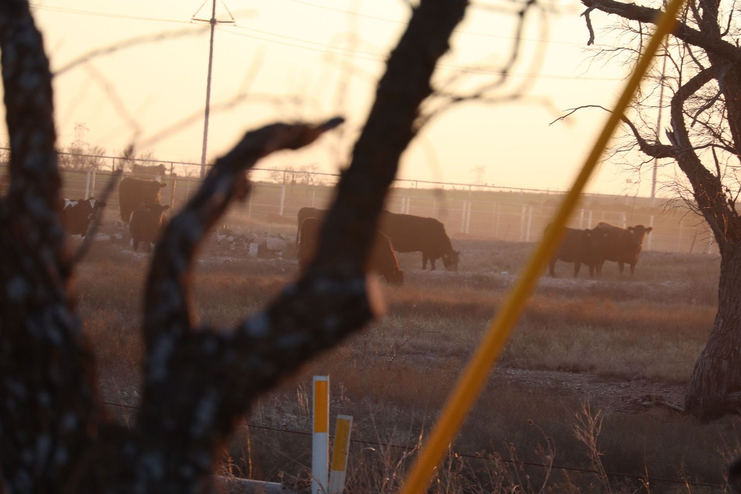 cows