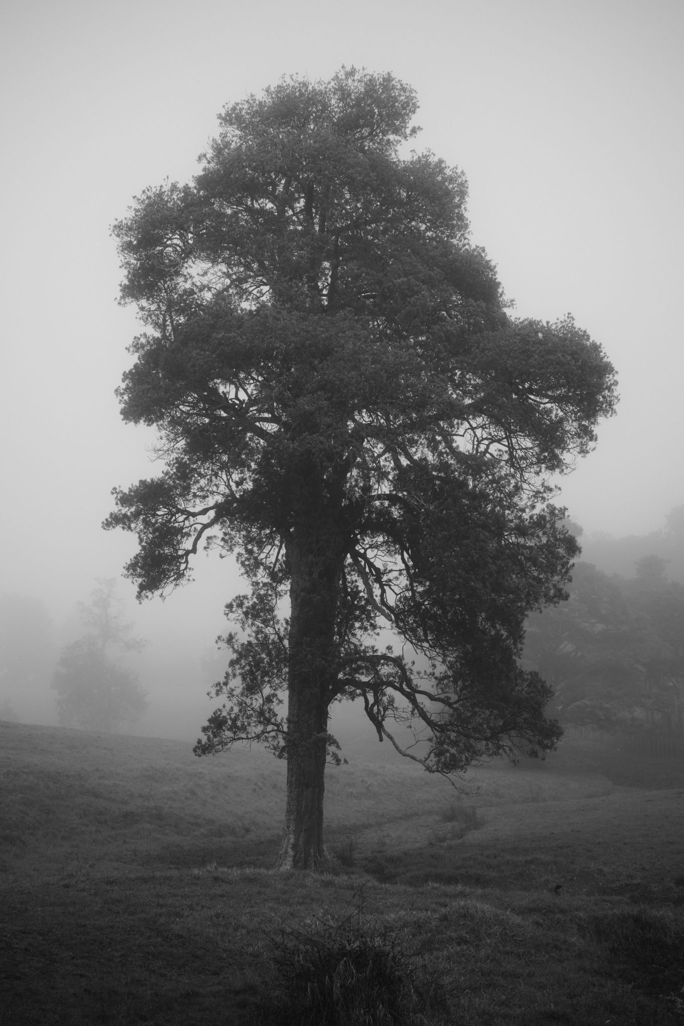 Tree in the mist