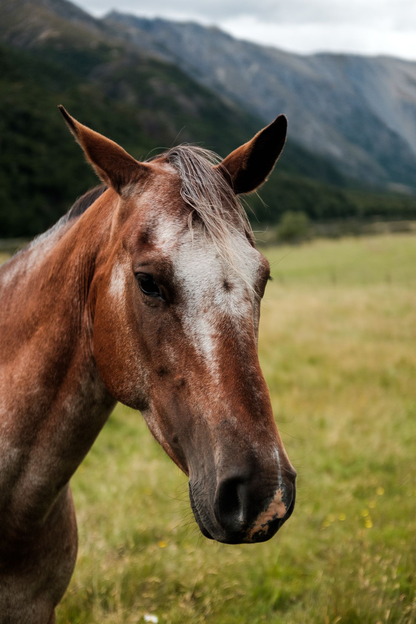 Horse portrait