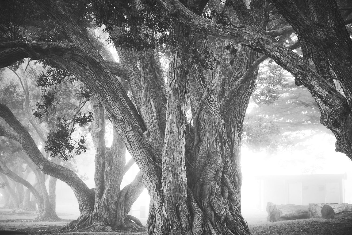 Mist at Sandspit reserve, Waiuku