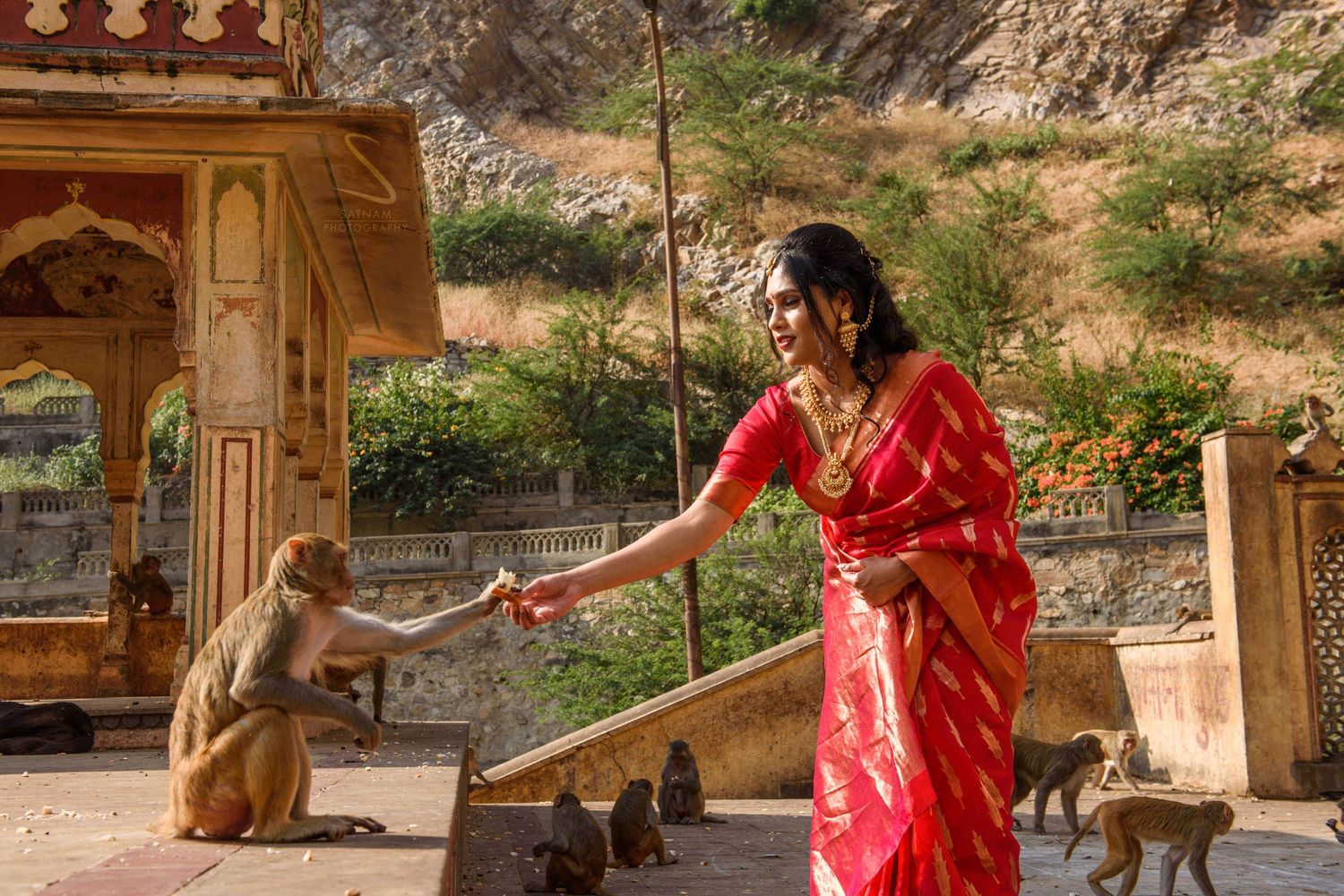 Woman in red saree feeding monkeys at Galta Ji monkey temple in Jaipur, India.