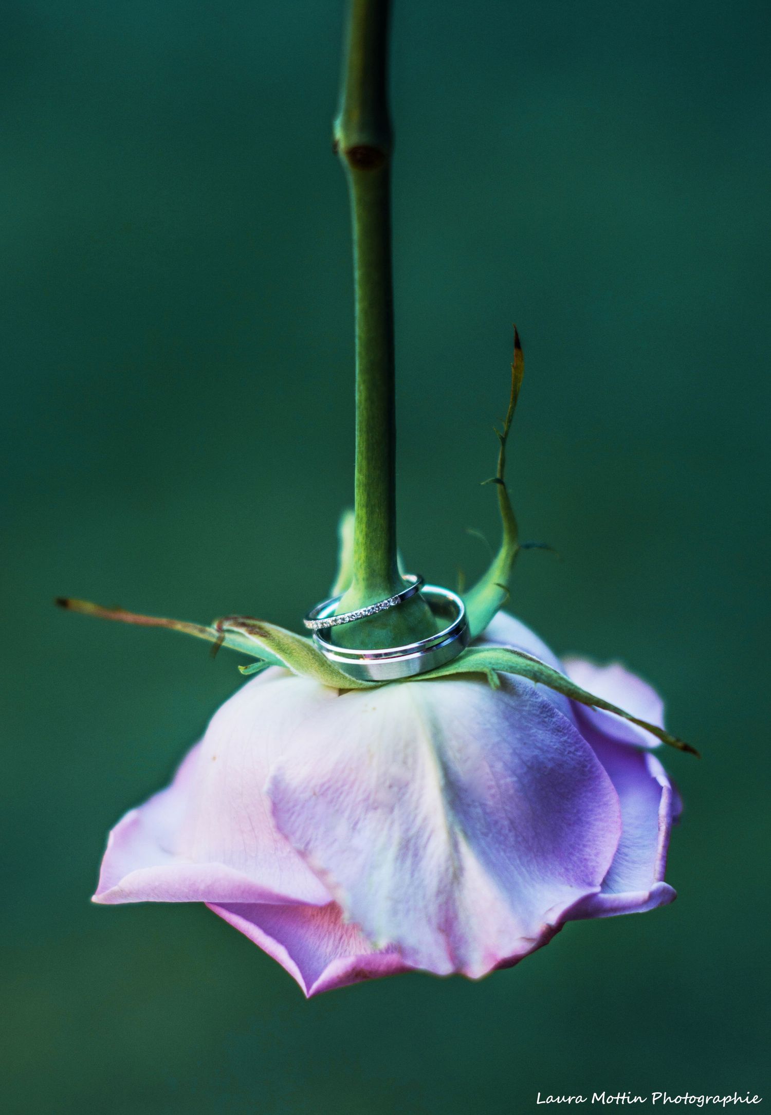 Delicate purple flower petals curl against a dark green background.
