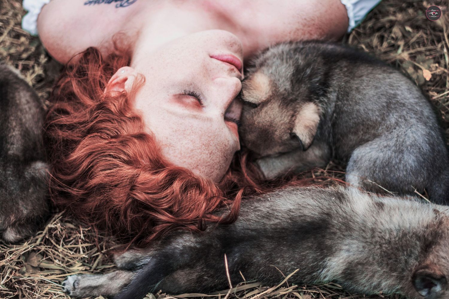 Close up portrait with husky dog in autumn setting.
