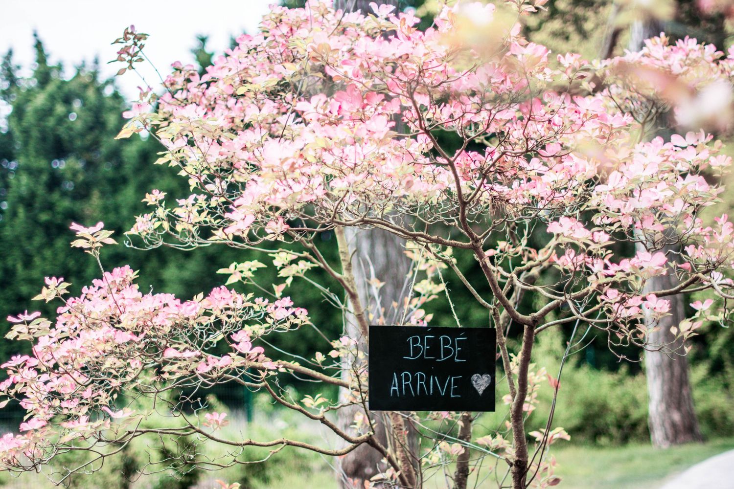 Beautiful cherry blossom trees in full bloom with delicate pink flowers against blue sky.