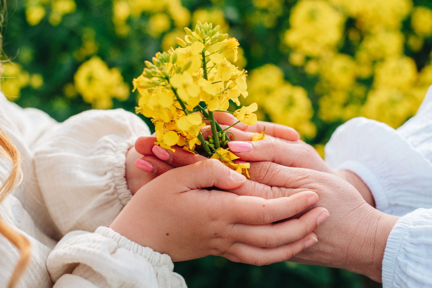 Hands holding yellow flowers in blooming canola field.