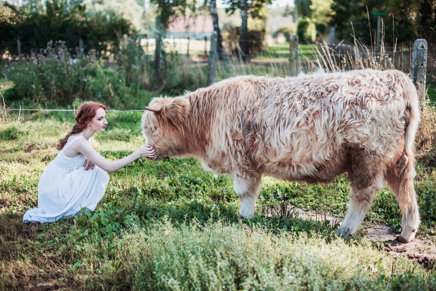 A white dress flows in the breeze beside a gentle Highland cow in a green meadow.