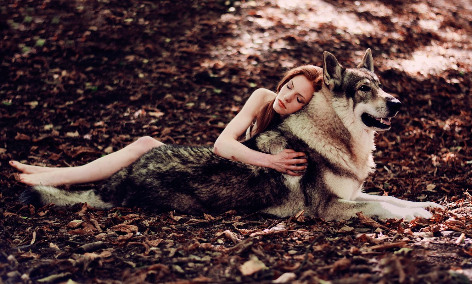 Wolf resting on autumn leaves in a forest setting during golden hour.