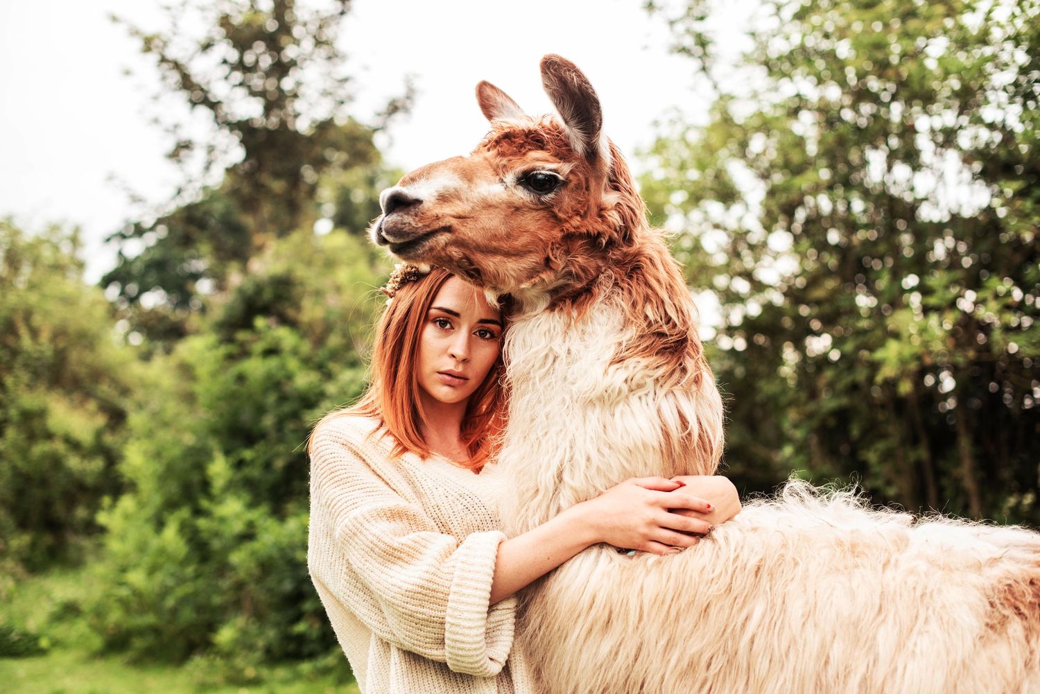 Llama with thick wool coat stands in green field with handler.