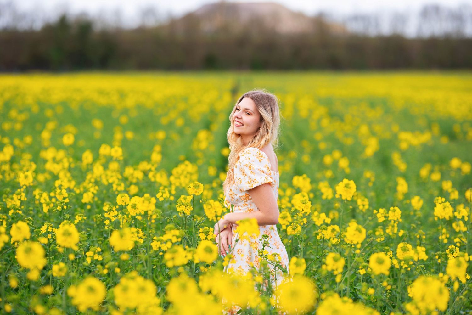 A vibrant field of yellow canola flowers stretches across the landscape on a sunny day.
