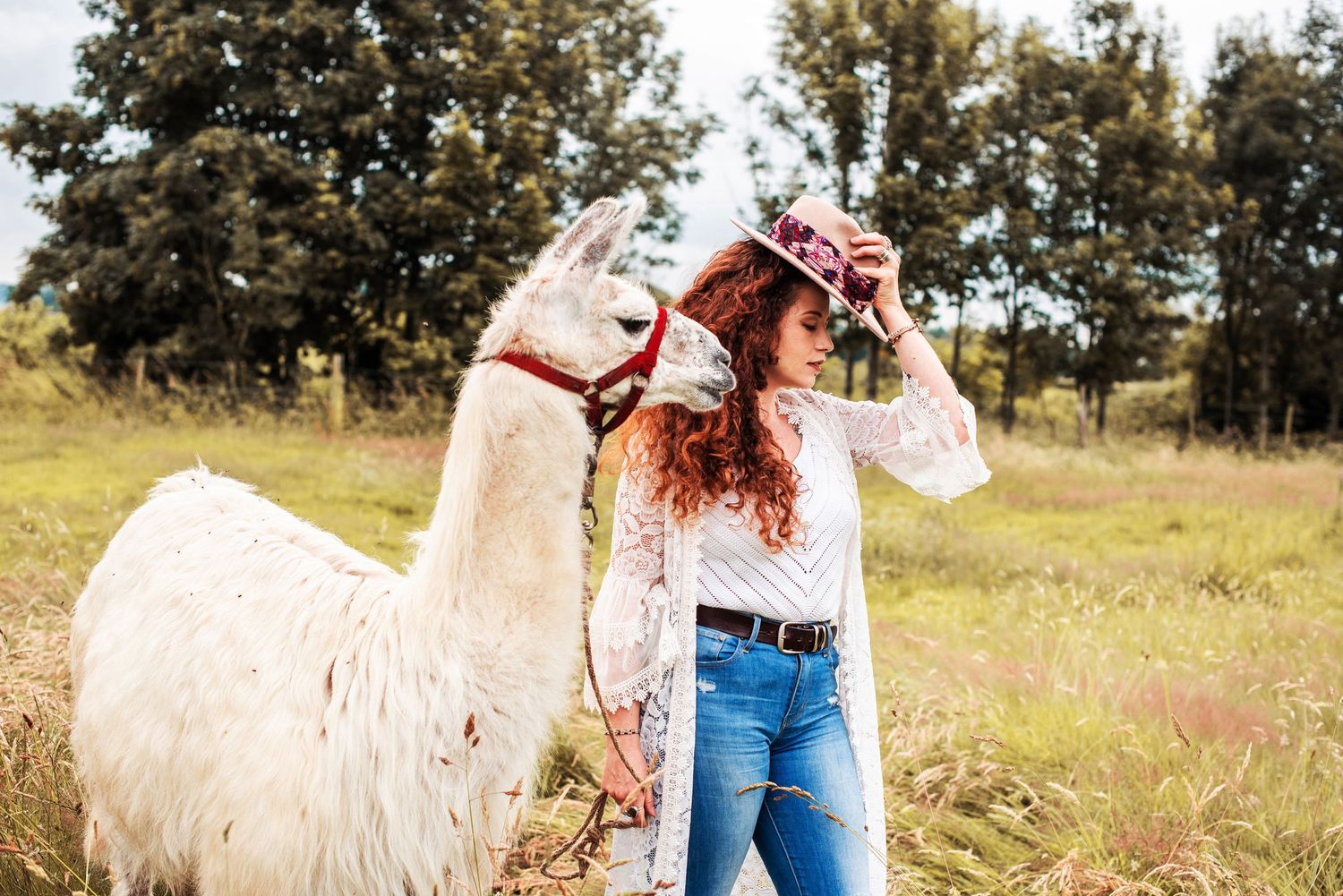 White llamas grazing in a sunny meadow with trees in background.