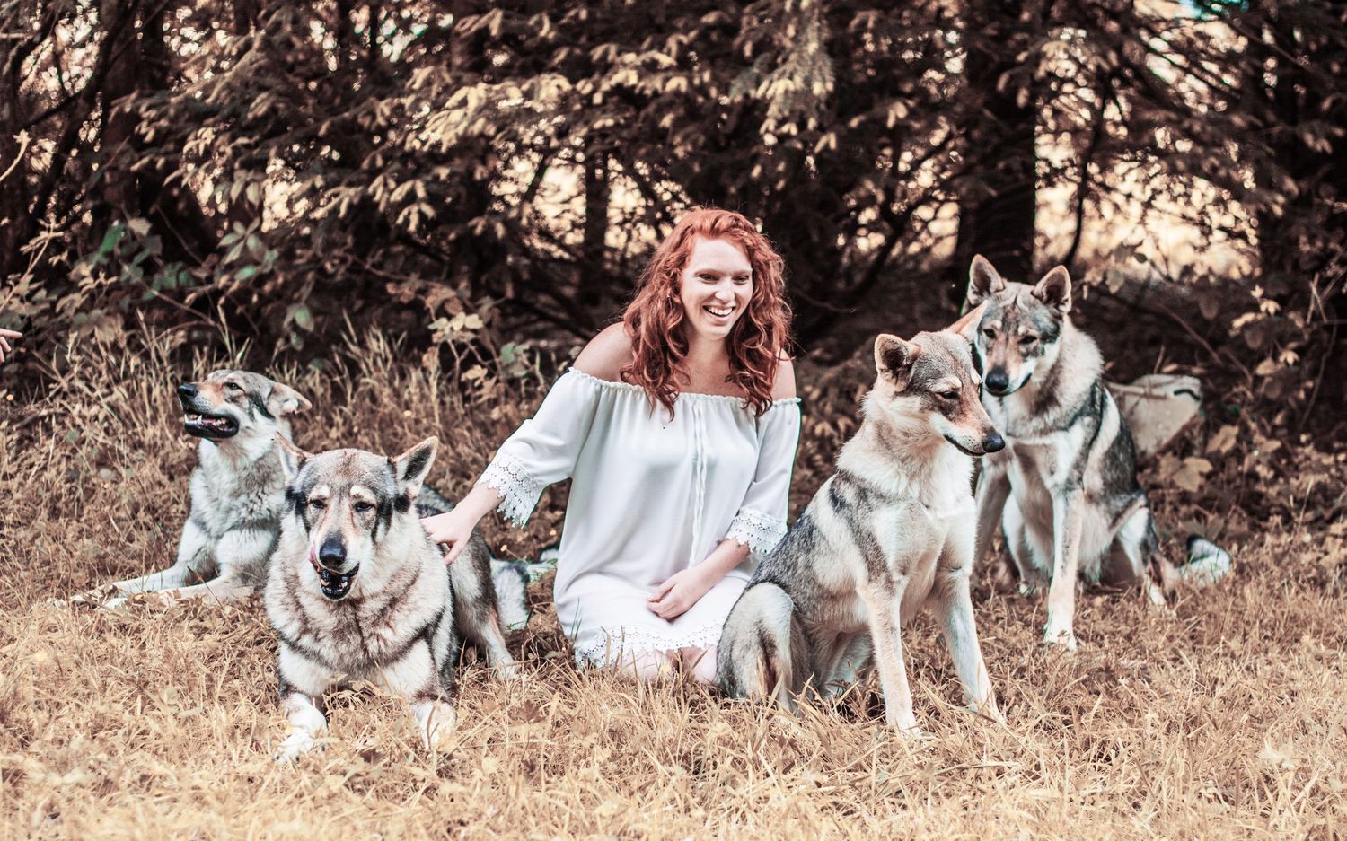 Pack of husky dogs sitting together in autumn field.