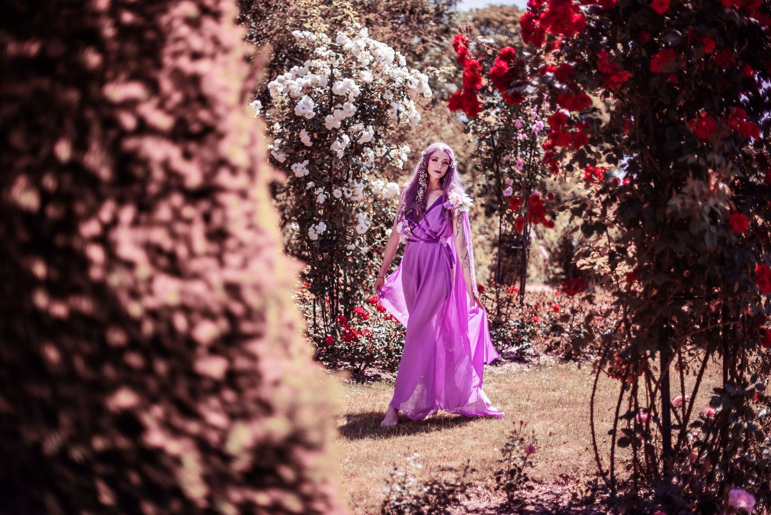 A figure wearing a lavender dress stands gracefully amid red flowering bushes in a garden.
