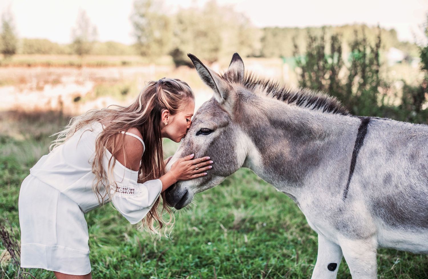Sweet interactions with a gray donkey in a sunlit meadow create a pastoral scene.