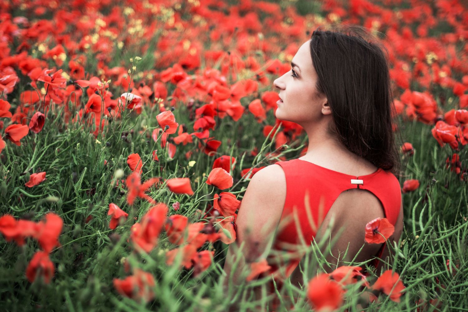 Dreamy portrait in a field of vibrant red poppies with matching red attire.