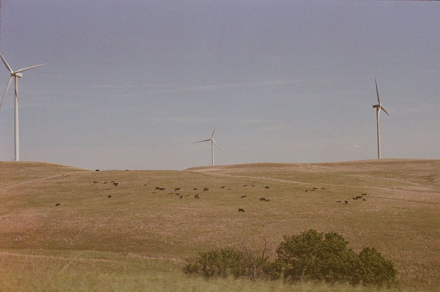 landscape of cows in field