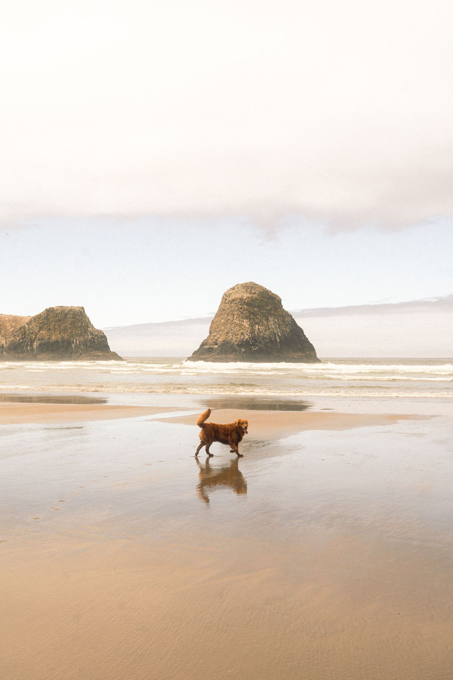 dog running on beach in front of rocks