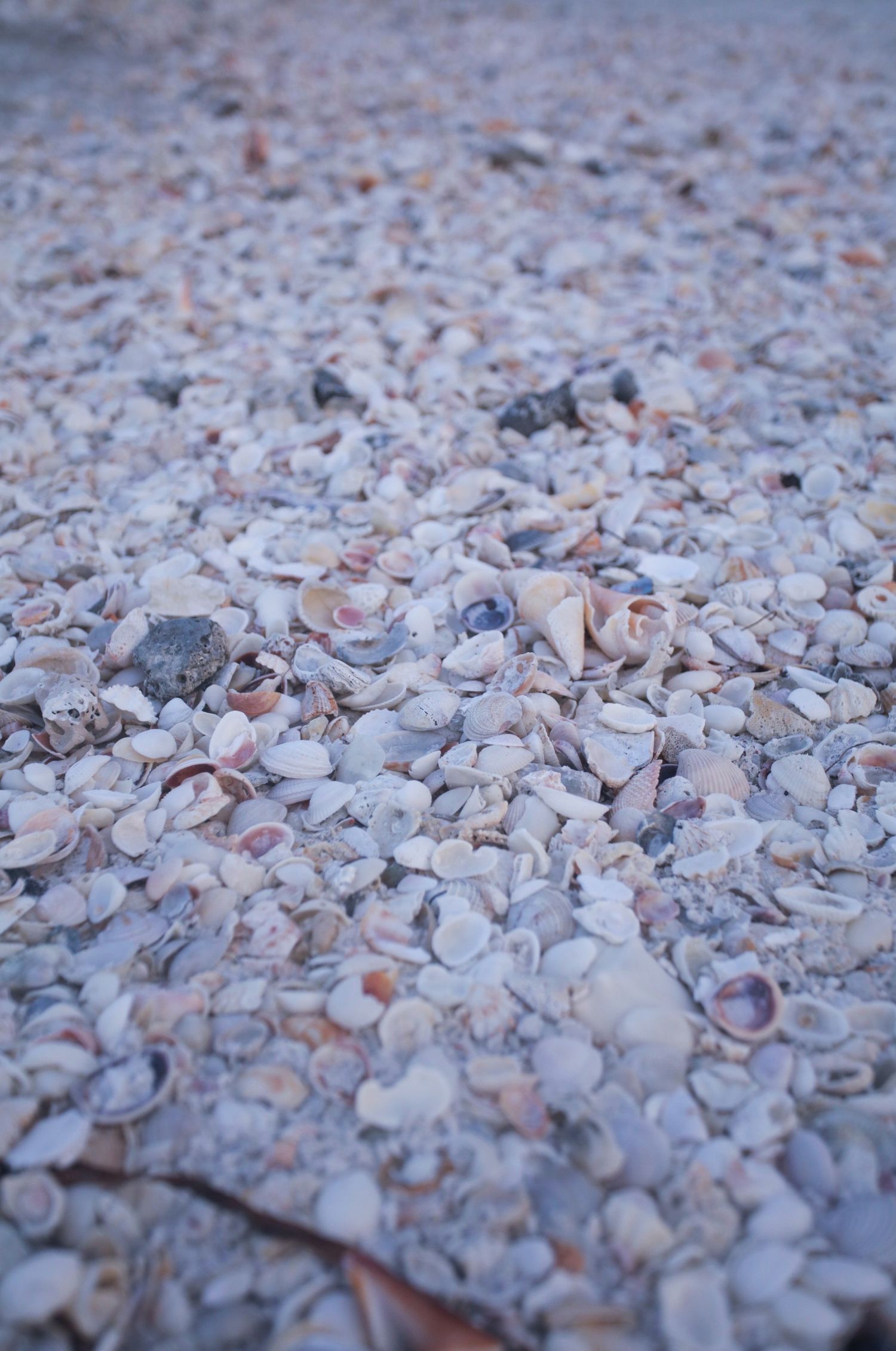 Hundreds of small seashells and shell fragments covering a sandy beach shoreline in muted white and pink tones.