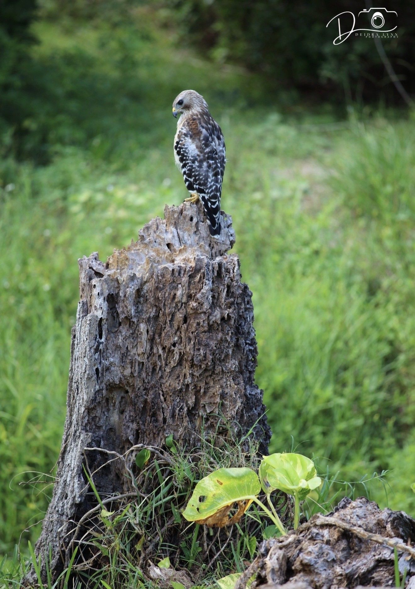 A red-shouldered hawk perches atop a weathered tree stump surrounded by lush green vegetation.