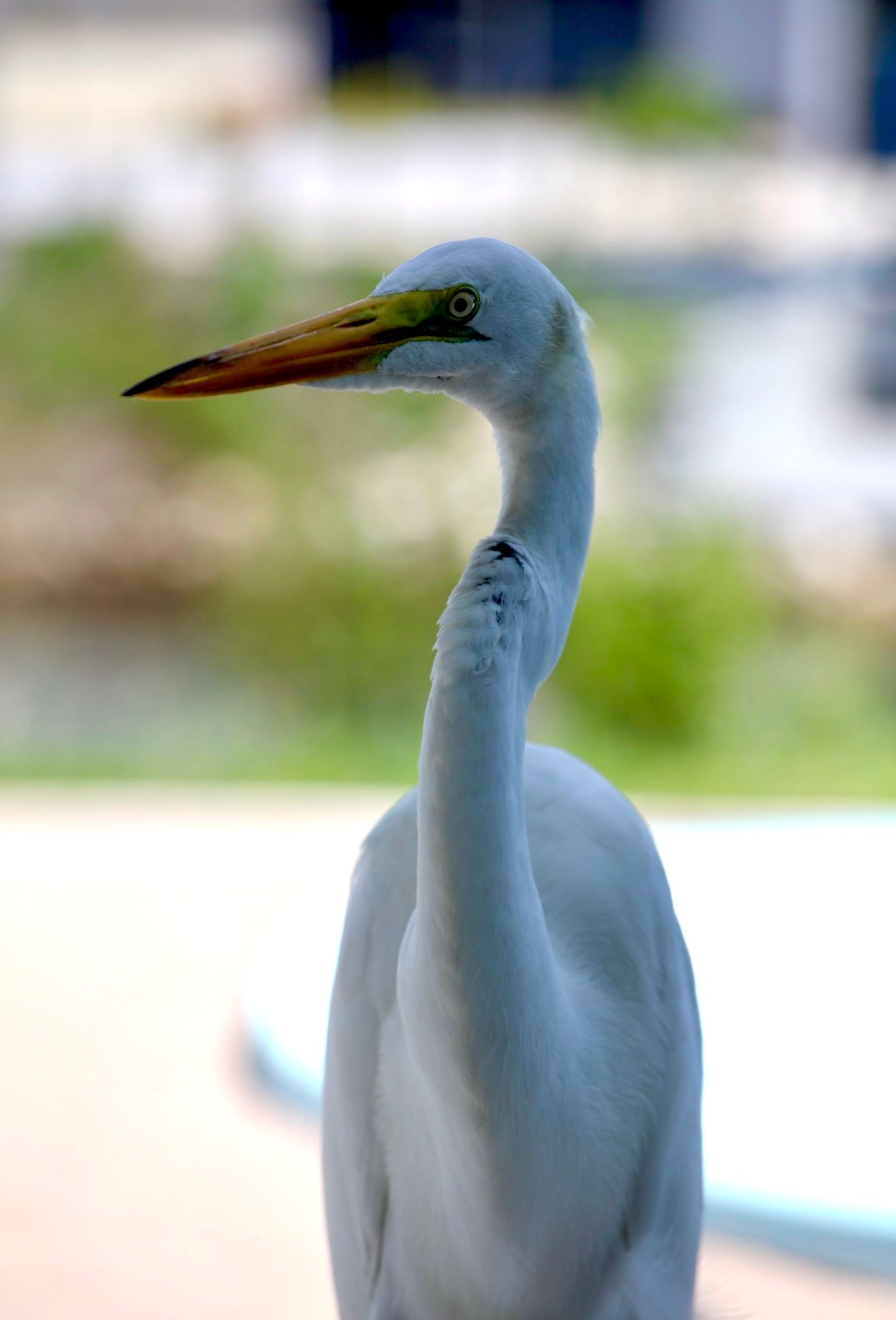 A close-up portrait of a Great Egret with white plumage and yellow-green beak against a blurred outdoor background.