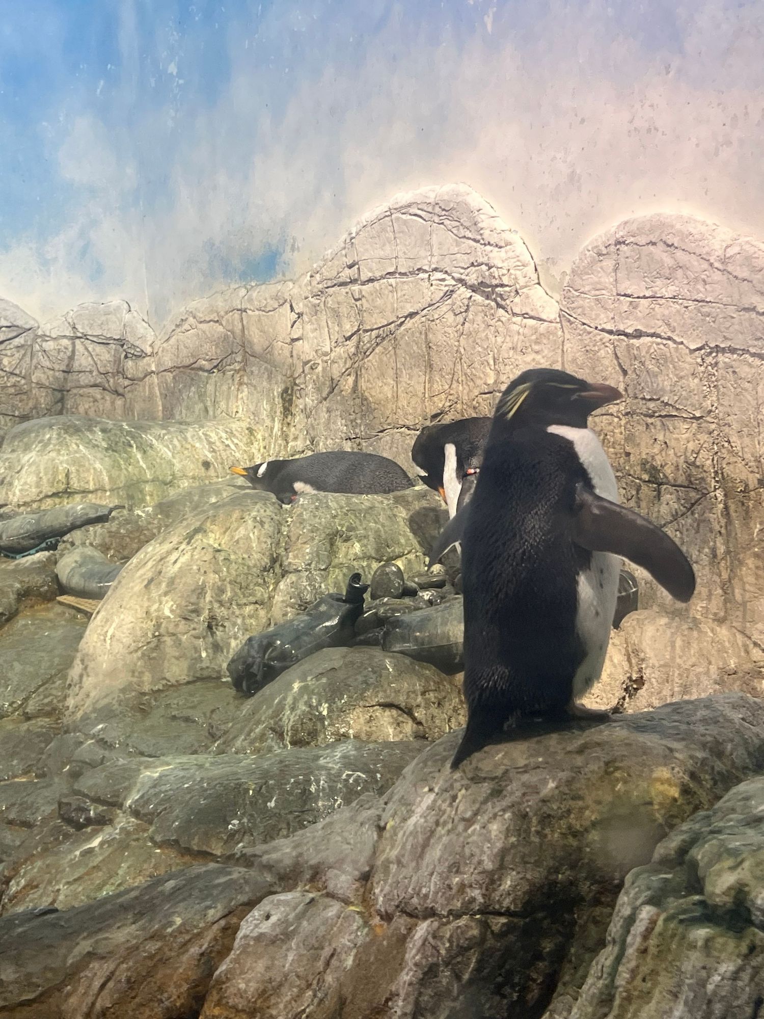 Rockhopper penguins standing on rocky terrain in a zoo or aquarium exhibit with a painted sky backdrop.