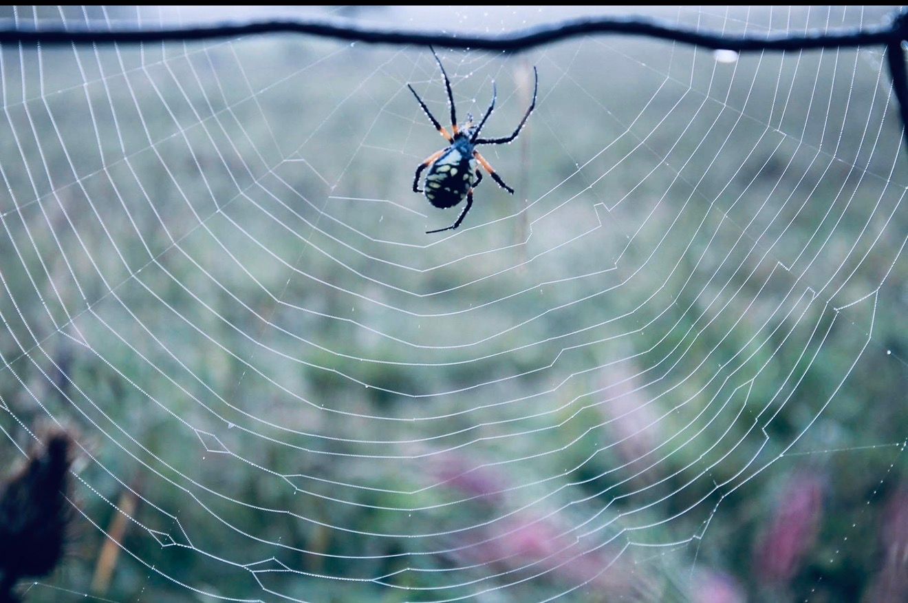 A black and yellow garden spider sits at the center of an intricate dew-covered web against a blurred green background.