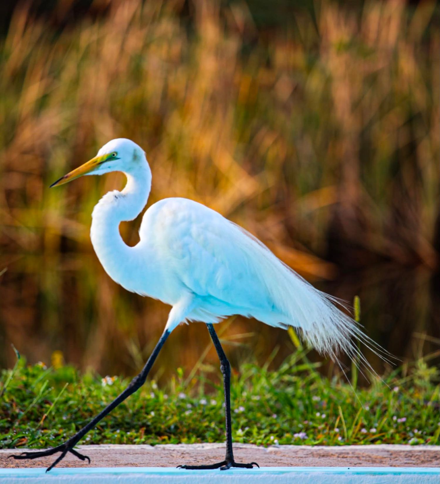 A great egret with white plumage and black legs walks gracefully along a waterside path in natural habitat.