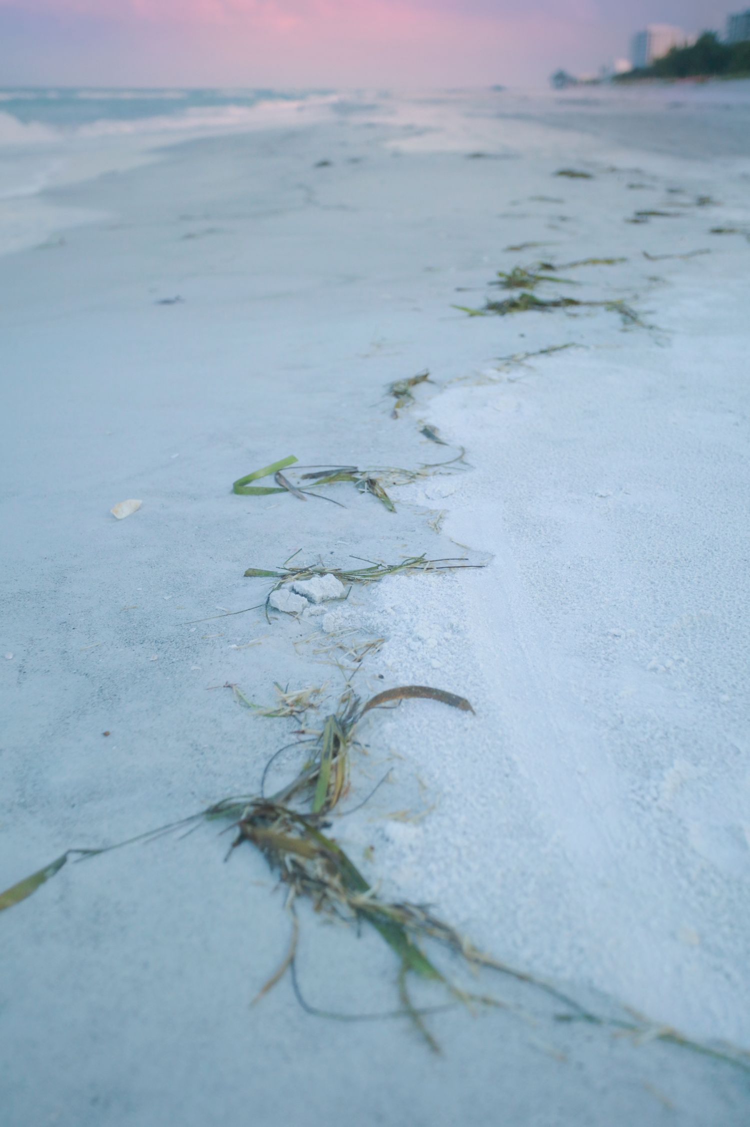 Seaweed washed ashore on a white sandy beach at dusk with soft pink sky and calm ocean waves in background.
