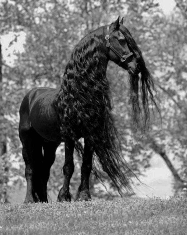 Majestic black Friesian horse with flowing long mane standing in a field, stunning black and white equine photography.