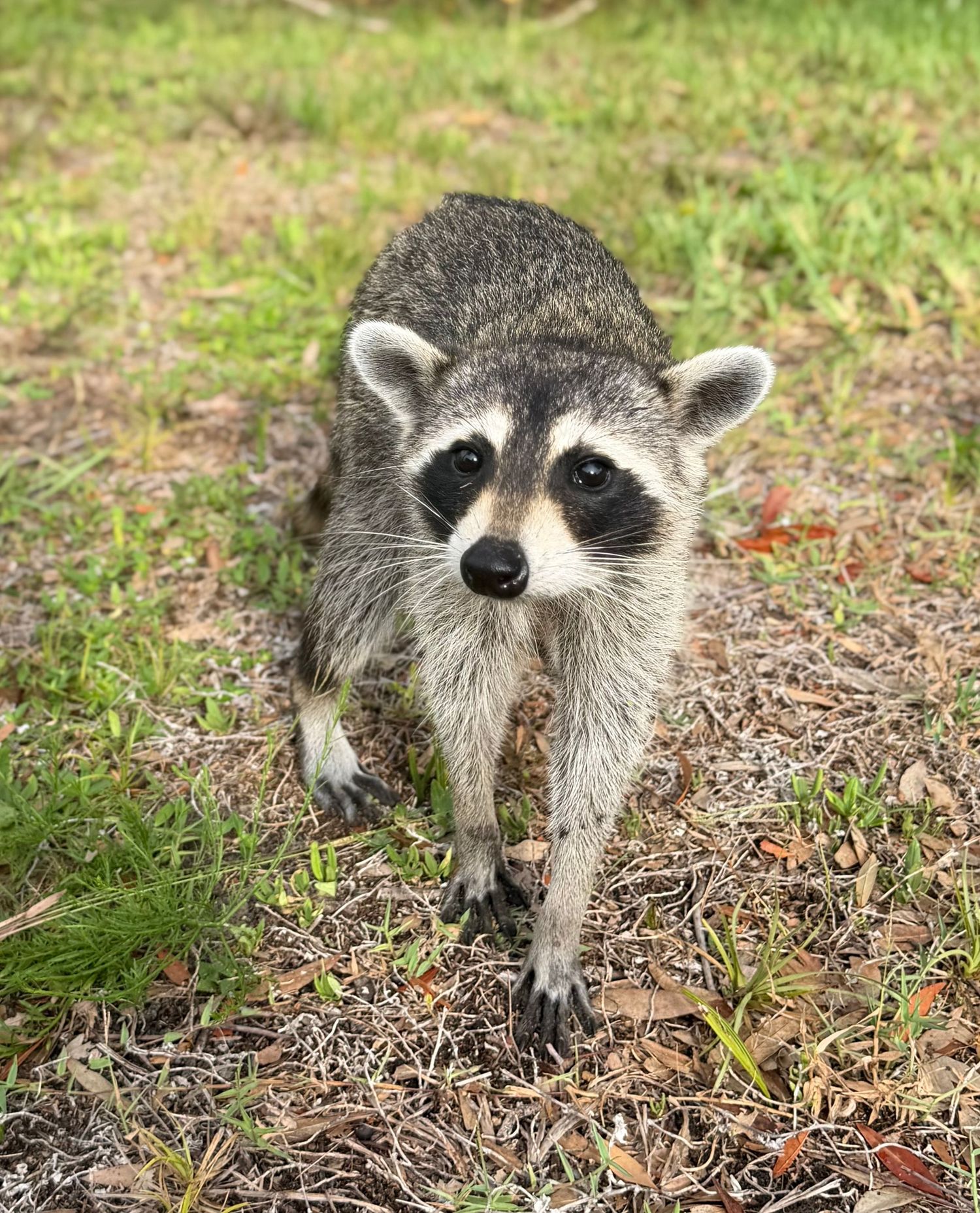 A curious raccoon with distinctive black mask markings walks toward the camera on a grassy ground covered with dry leaves.