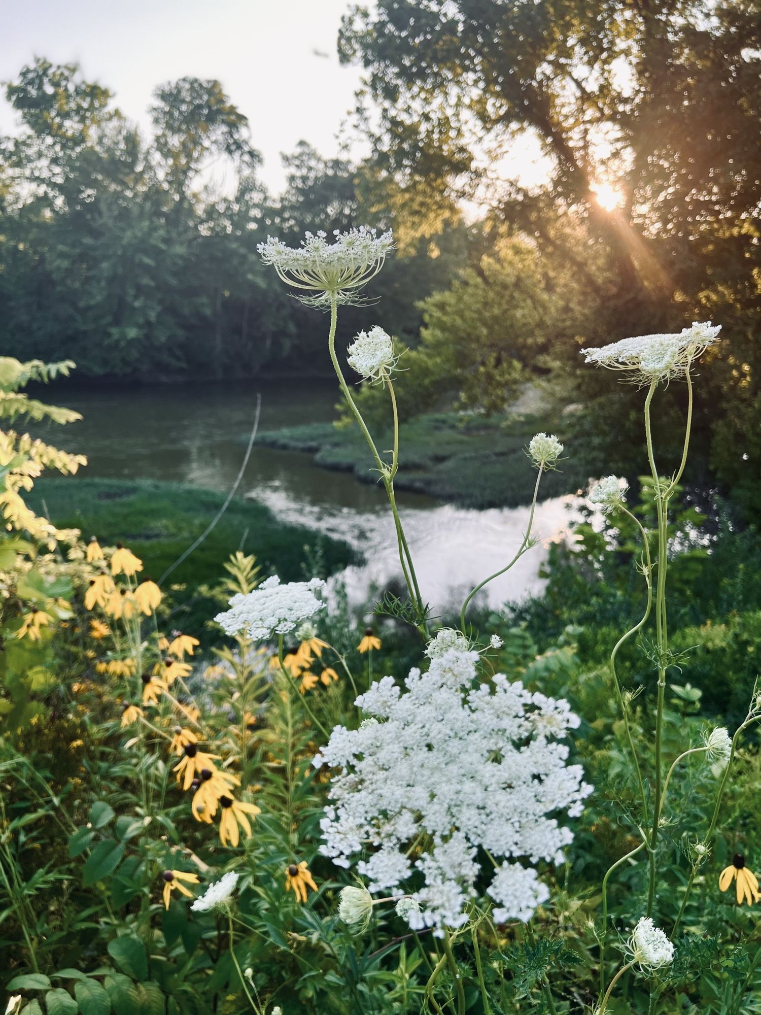 White Queen Anne's Lace wildflowers bloom near a sunlit river surrounded by lush green foliage at golden hour.