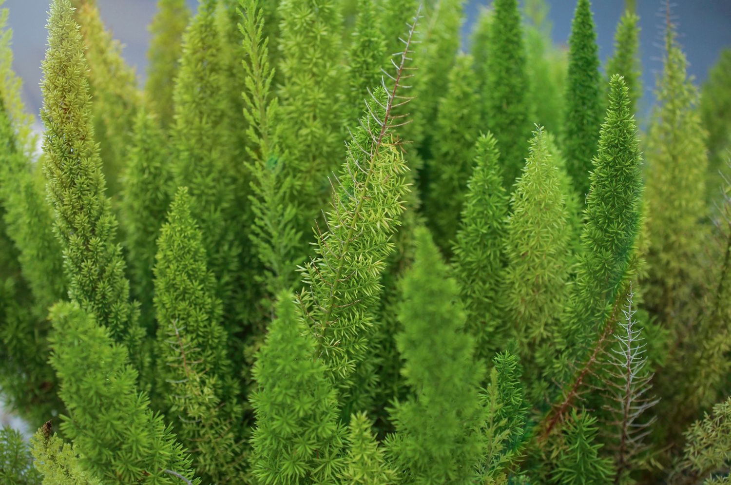 Dense cluster of bright green foxtail fern plants with feathery, upright fronds resembling miniature pine trees.