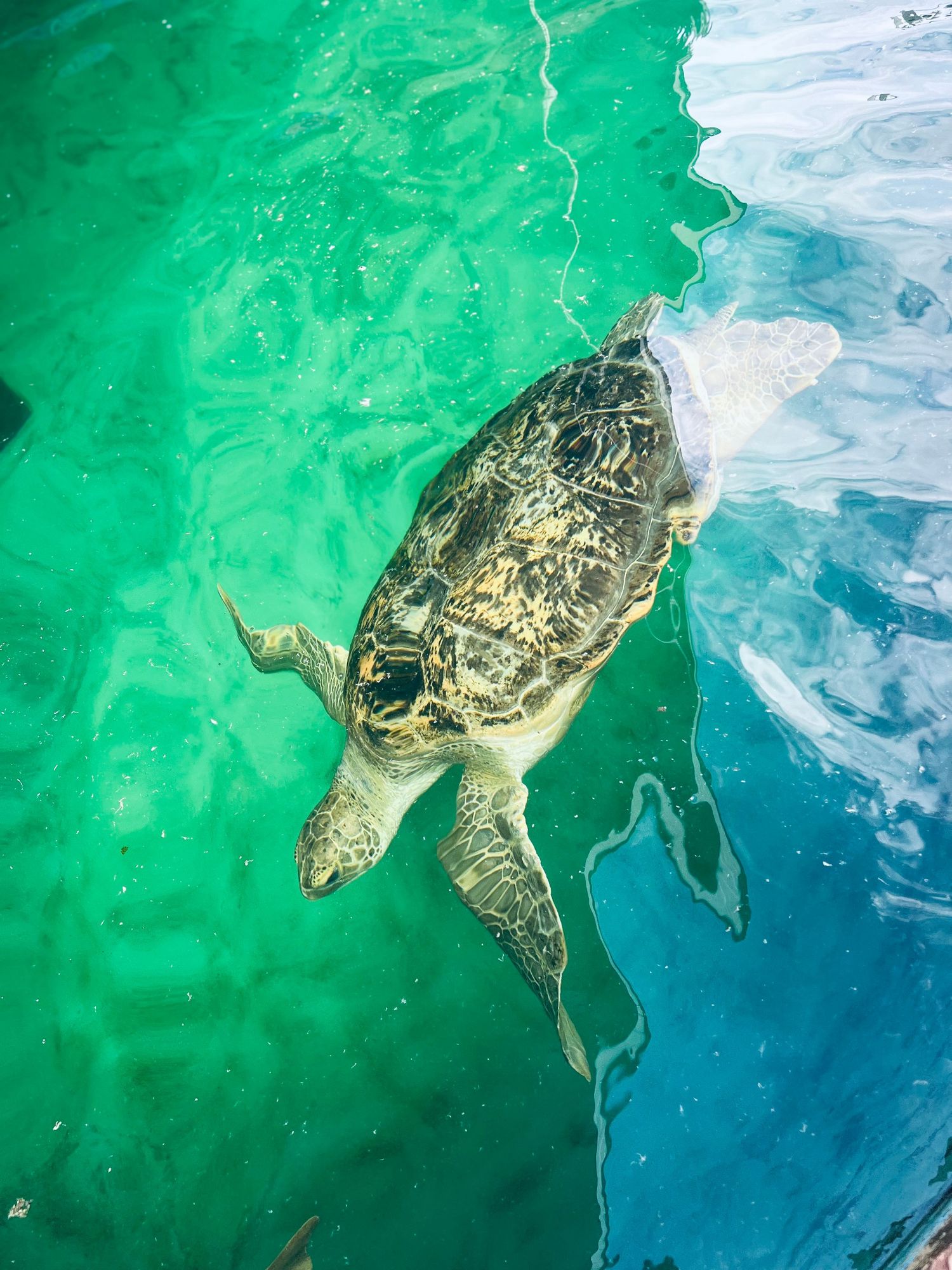 A sea turtle swimming in clear turquoise water viewed from above in its natural ocean environment.