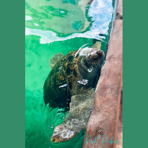 A sea turtle swimming in clear turquoise water near a rocky surface at an aquarium exhibit.