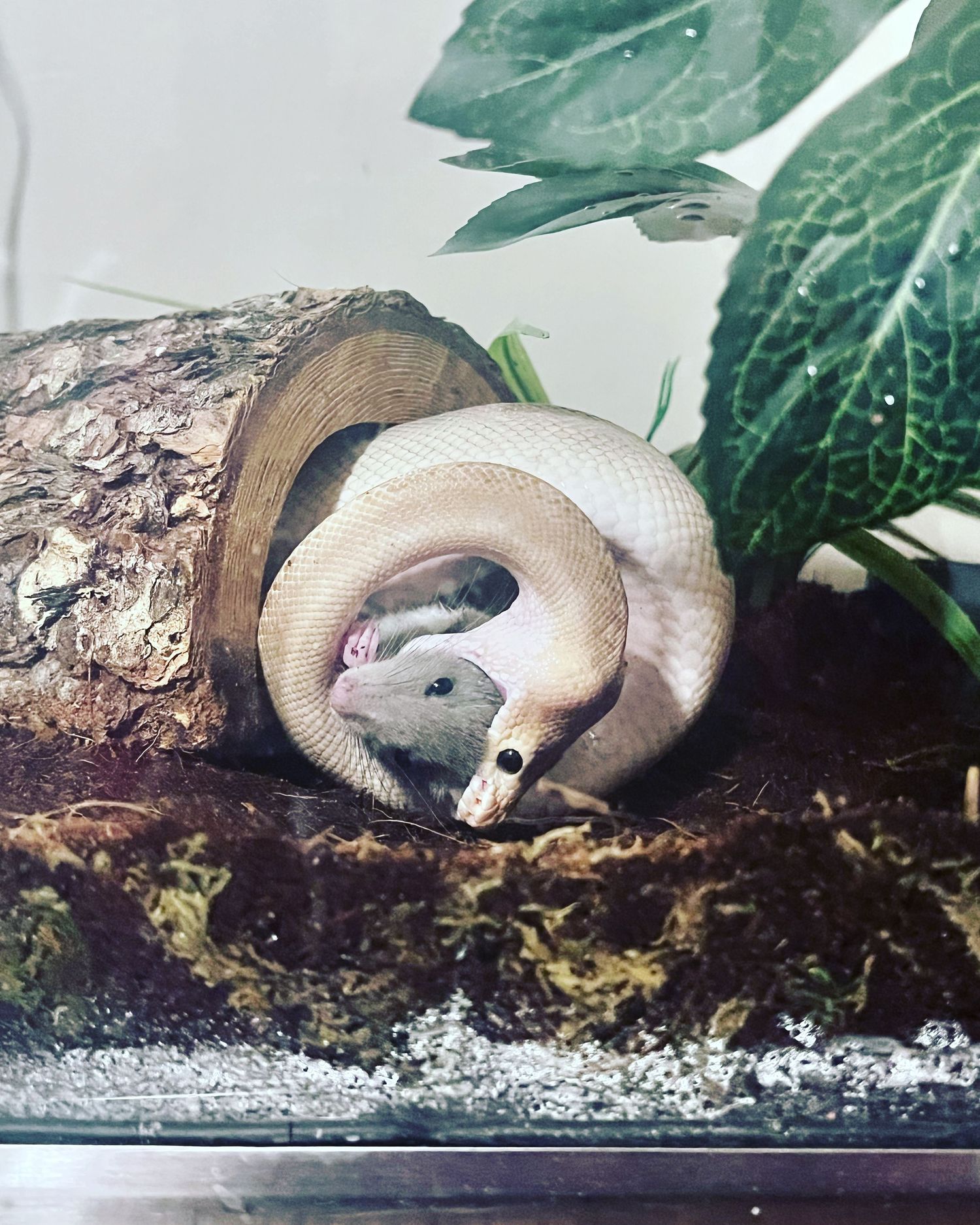 A white ball python coiled around a mouse inside a terrarium with a wooden log and green plants.