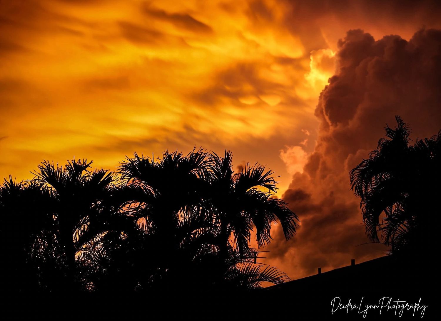 Dramatic golden sunset sky with silhouetted palm trees and towering storm clouds glowing orange and red.