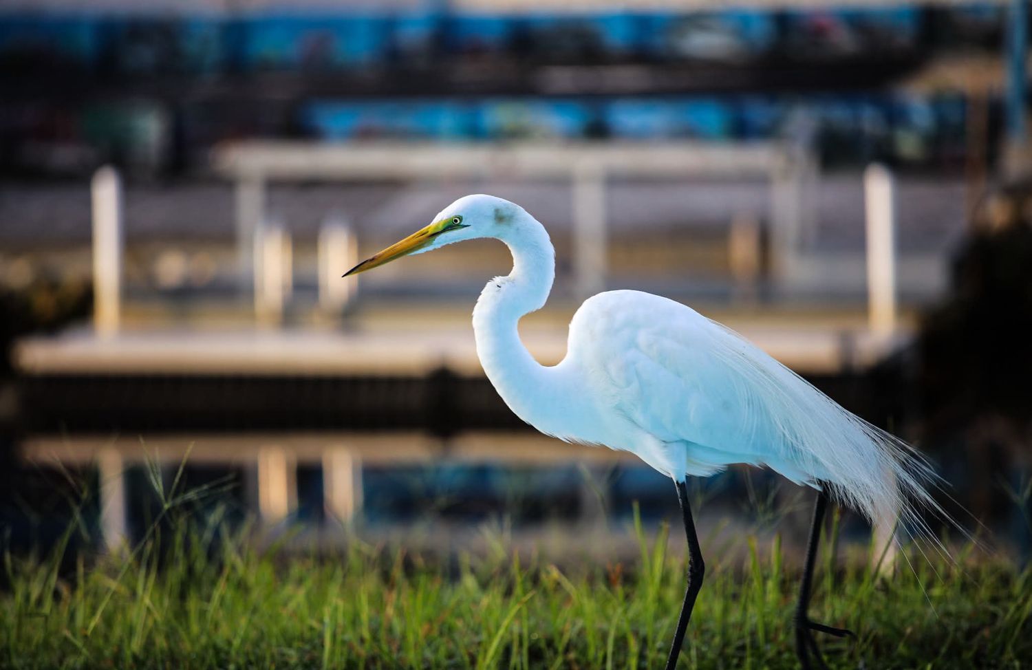 A great egret with white plumage and yellow beak stands in green grass near water with a blurred urban background.
