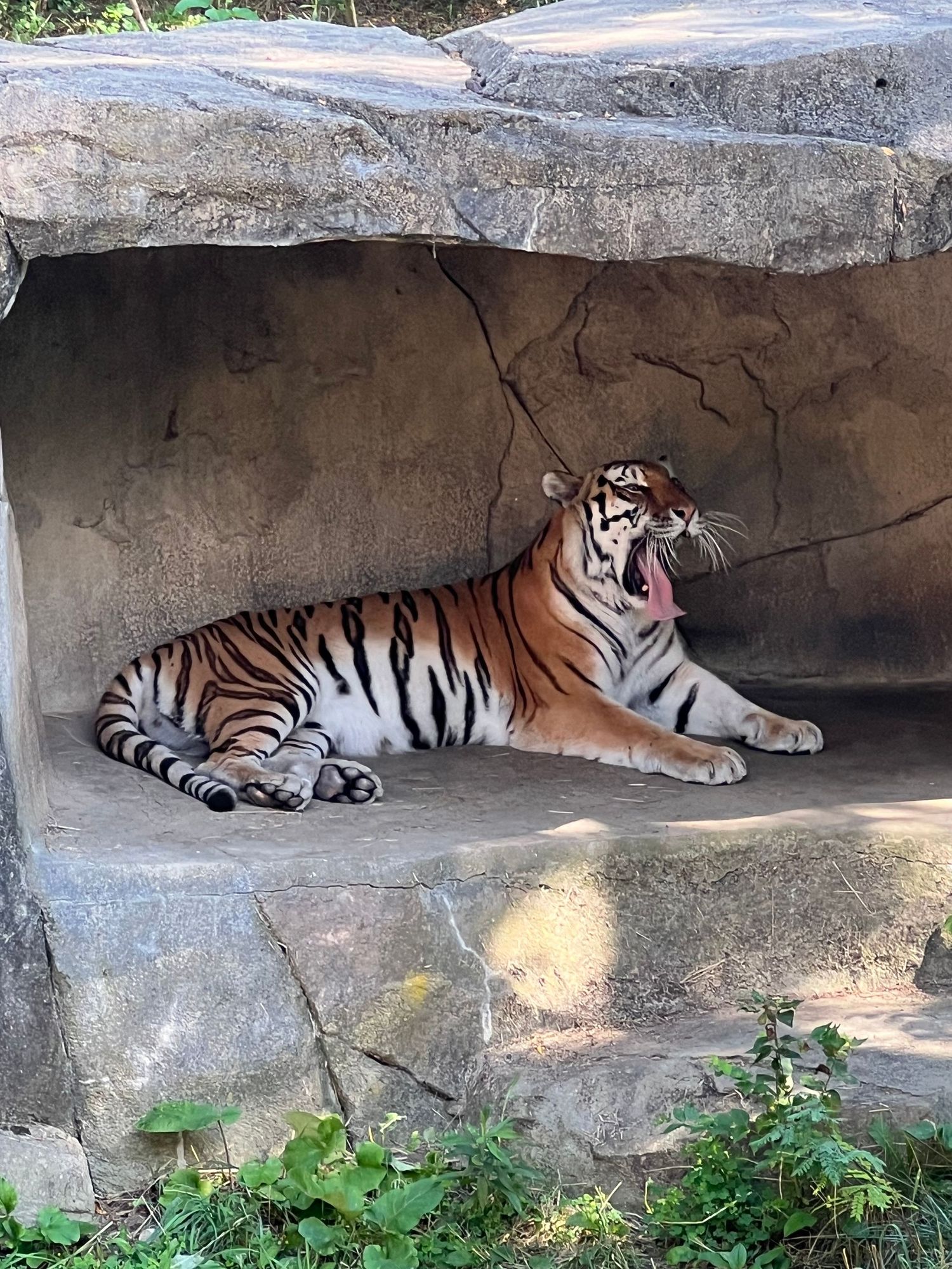 A Bengal tiger yawning while resting in a rocky cave shelter at a zoo.