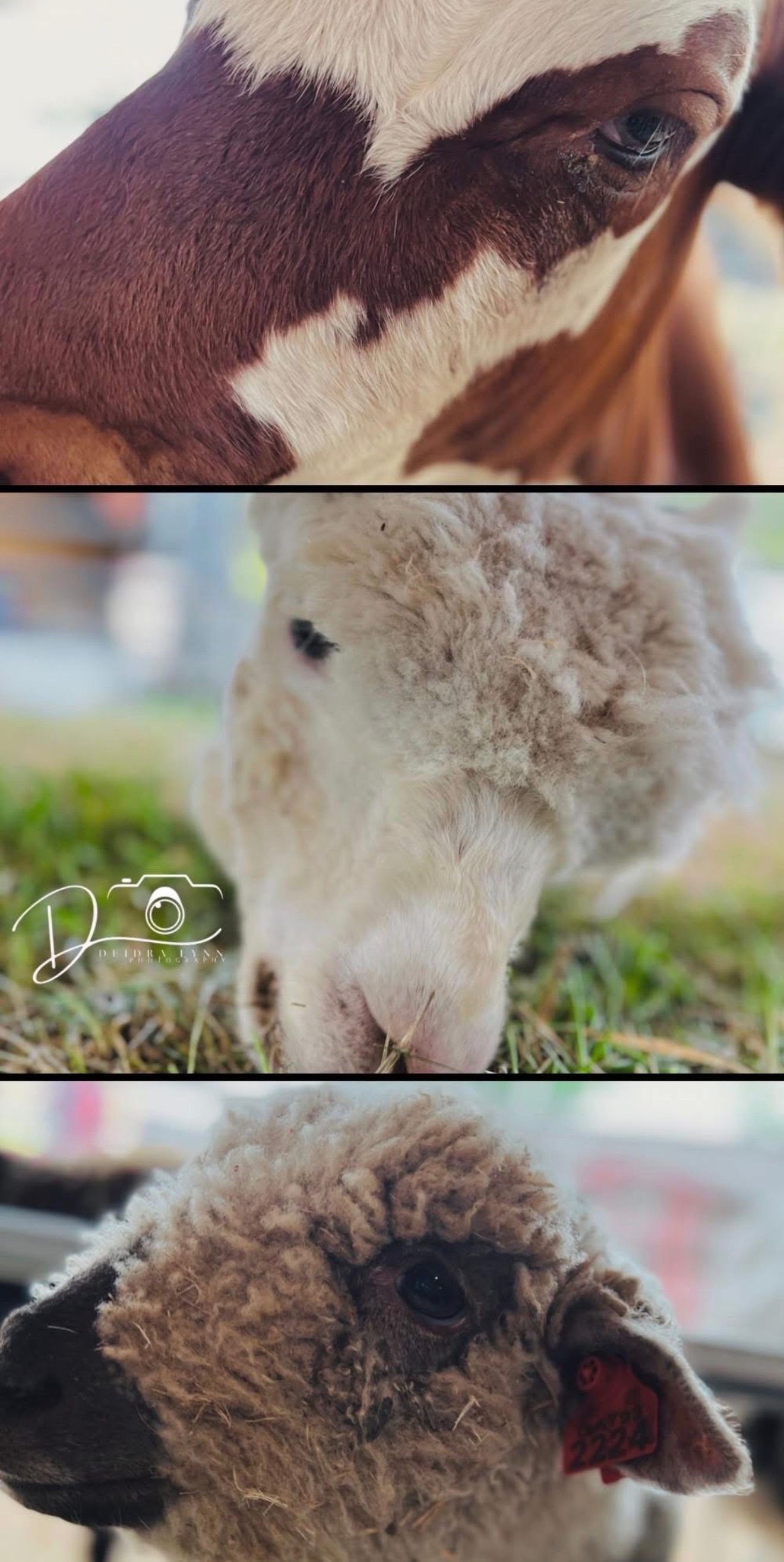 A collage of three farm animals: a brown and white cow, a white lamb grazing, and a fluffy gray sheep facing the camera.
