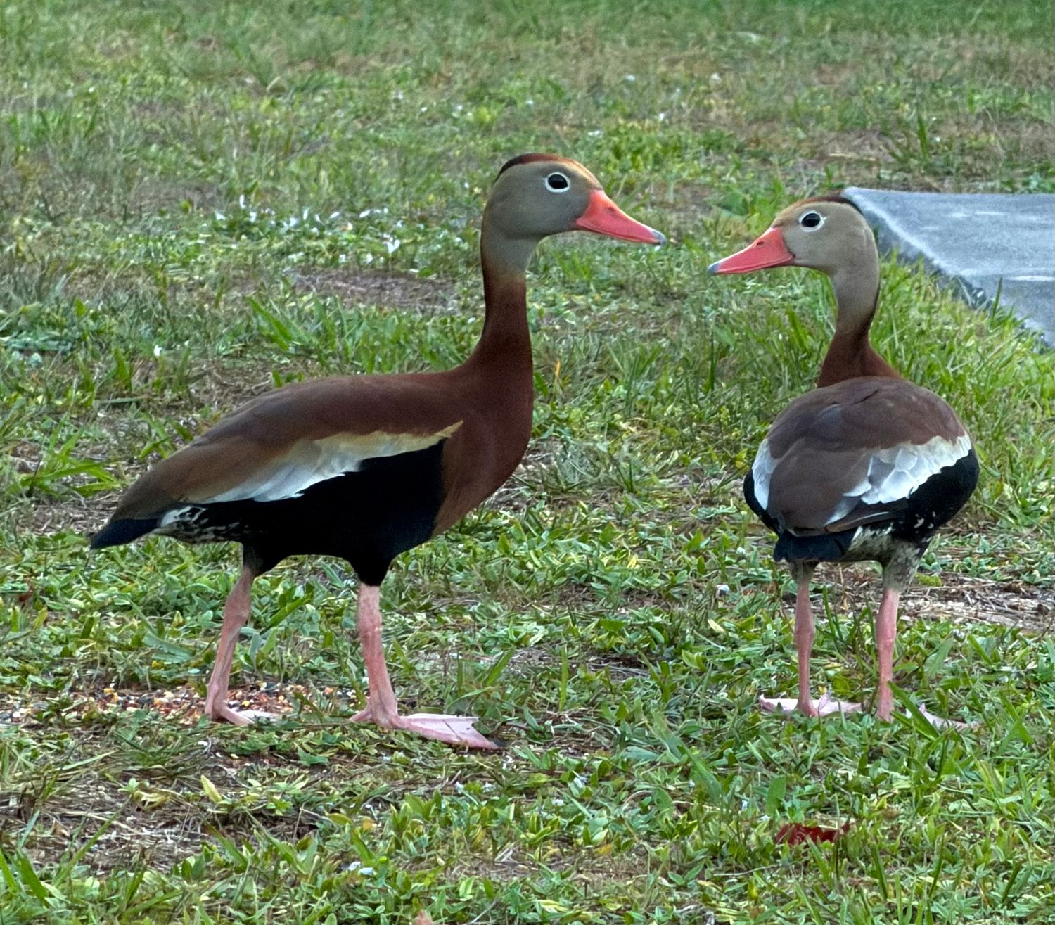 Two Black-bellied Whistling Ducks standing on green grass, showcasing their distinctive orange beaks and pink legs.