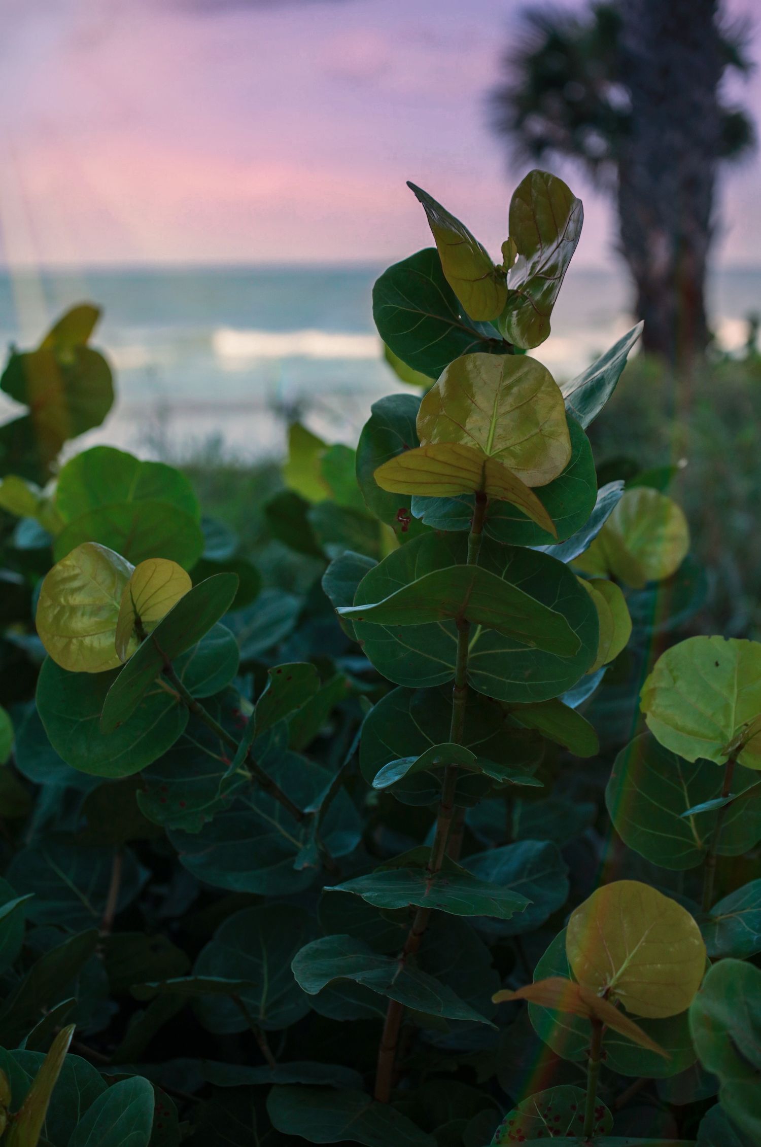 Tropical beach plants with round green leaves at sunset with ocean and palm tree in background.