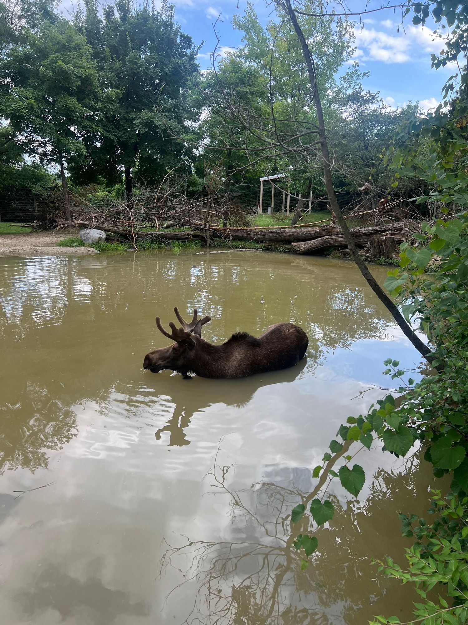 A large bull moose wading in muddy floodwaters surrounded by fallen trees and dense green vegetation.