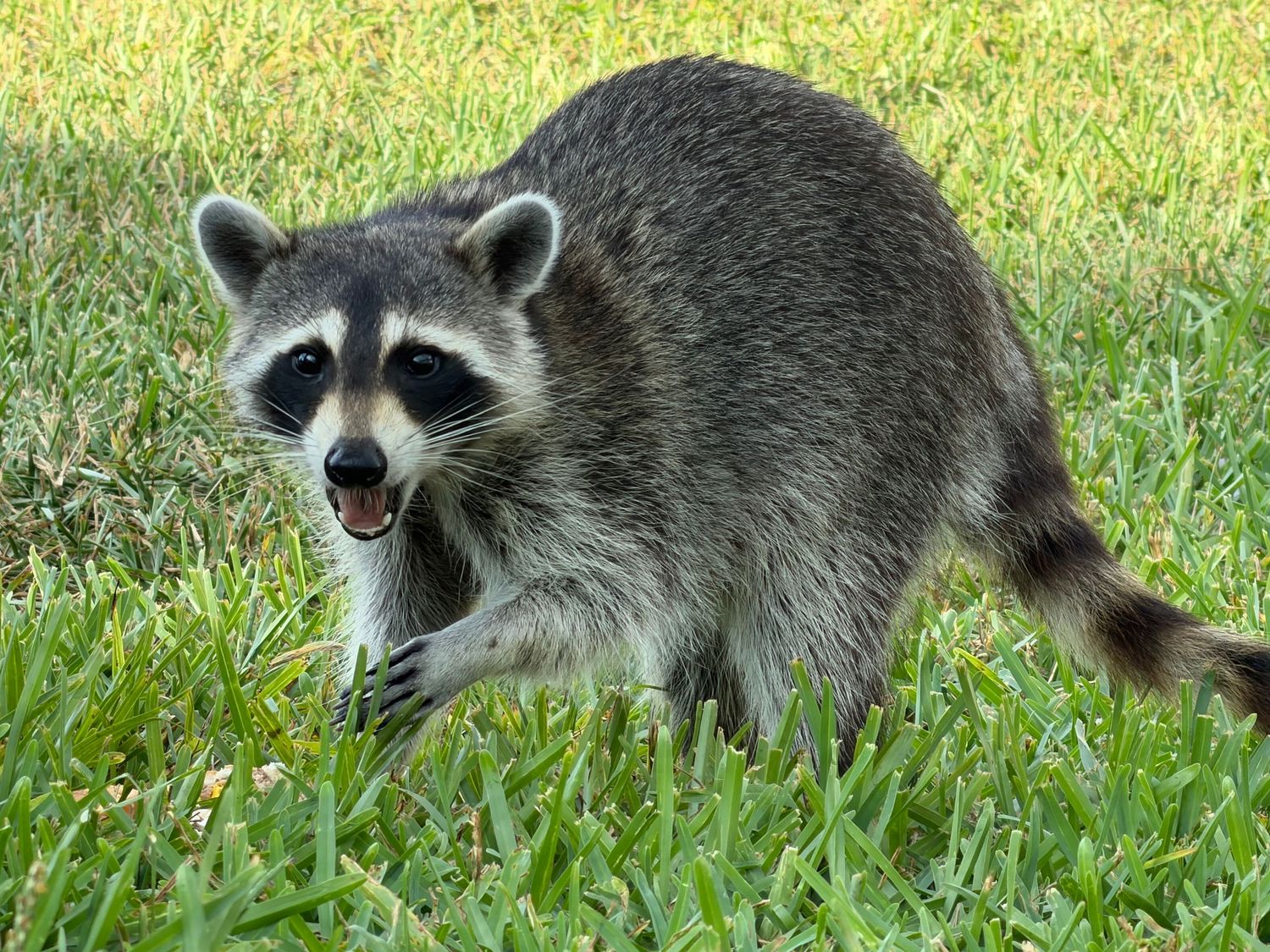 A raccoon with distinctive black mask markings walks across a lush green grass lawn with mouth open.