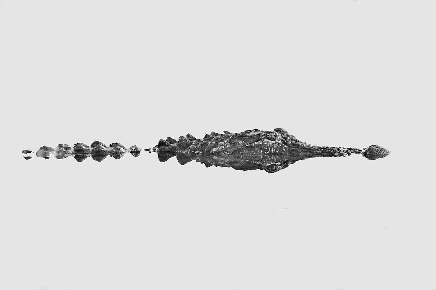 An aerial black and white photograph of a crocodile floating motionless in still misty water.